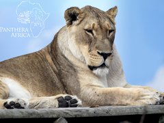 The Month of April at Panthera Africa