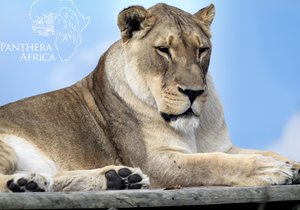 The Month of April at Panthera Africa