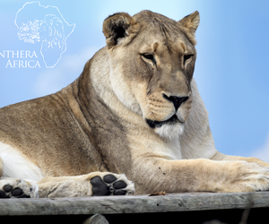 The Month of April at Panthera Africa