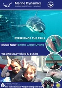 Next Shark Cage Diving Trip: 8 May 2024