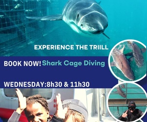 Next Shark Cage Diving Trip: 8 May 2024