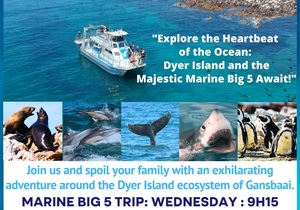 Next Dyer Island Marine Big 5 Tour: 8 May 2024
