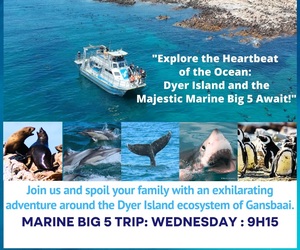 Next Dyer Island Marine Big 5 Tour: 8 May 2024