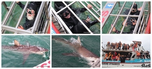 07 May 2024 - Shark Cage Diving in Gansbaai