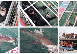07 May 2024 - Shark Cage Diving in Gansbaai