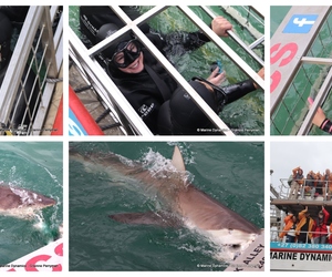 07 May 2024 - Shark Cage Diving in Gansbaai