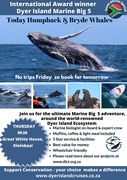 Next Dyer Island Marine Big 5 Tour: 9 May 2024