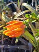 Rare Flora and Fauna at Grootbos Foundation