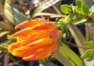 Rare Flora and Fauna at Grootbos Foundation