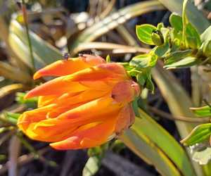 Rare Flora and Fauna at Grootbos Foundation