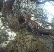 Leopard Footage in Gansbaai
