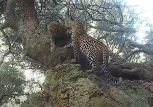 Leopard Footage in Gansbaai