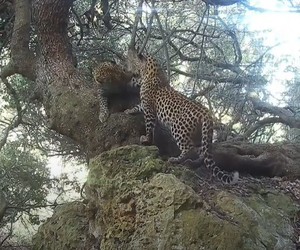 Leopard Footage in Gansbaai