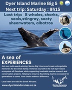 Next Dyer Island Marine Big 5 Tour: 11 May 2024