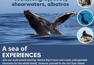 Next Dyer Island Marine Big 5 Tour: 11 May 2024