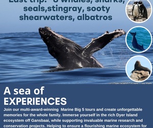 Next Dyer Island Marine Big 5 Tour: 11 May 2024
