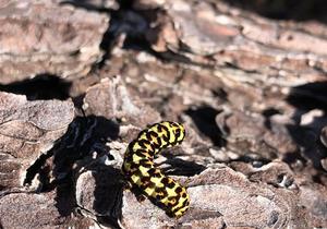 Grootbos Foundation Nature Survey Highlights