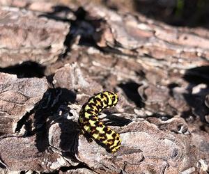 Grootbos Foundation Nature Survey Highlights