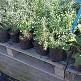 WhatsApp_Image_2024_05_13_at_11.24.32_1715598311