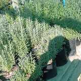 WhatsApp_Image_2024_05_13_at_11.24.47_1715598314