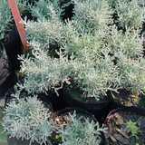 WhatsApp_Image_2024_05_13_at_11.25.00_1715598315