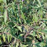 WhatsApp_Image_2024_05_13_at_11.25.18_1715598317