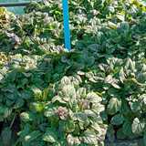 WhatsApp_Image_2024_05_13_at_11.25.36_1715598318