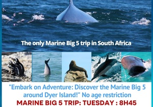 Next Dyer Island Marine Big 5 Tour: 14 May 2024