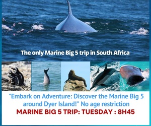 Next Dyer Island Marine Big 5 Tour: 14 May 2024