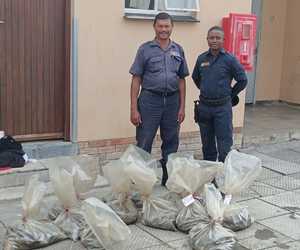 641 Onwettige Perlemoen in Gansbaai