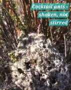 Fascinating Facts: Cocktail Ants in Action