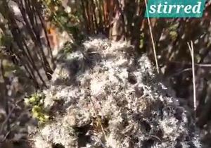 Fascinating Facts: Cocktail Ants in Action