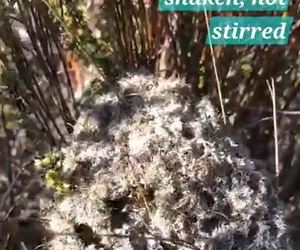 Fascinating Facts: Cocktail Ants in Action