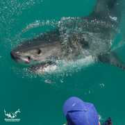 Next Shark Cage Diving Trip: 15 May 2024