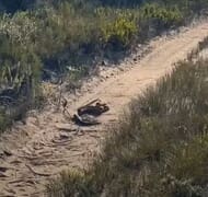 Puff Adders' Dominance Display