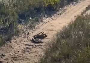 Puff Adders' Dominance Display