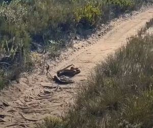 Puff Adders' Dominance Display