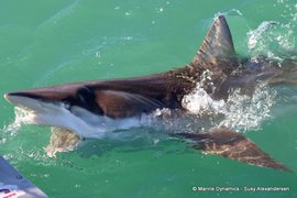 Unforgettable Adventures with Marine Dynamics