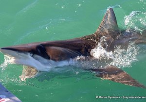 Unforgettable Adventures with Marine Dynamics