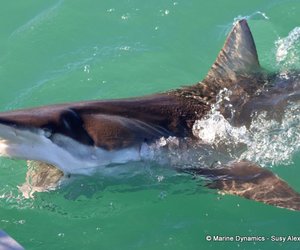 Unforgettable Adventures with Marine Dynamics