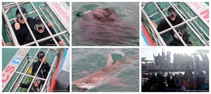Daily Blog: 15 May 2024 | Shark Cage Diving in South Africa
