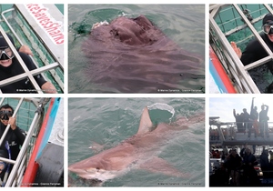 Daily Blog: 15 May 2024 | Shark Cage Diving in South Africa