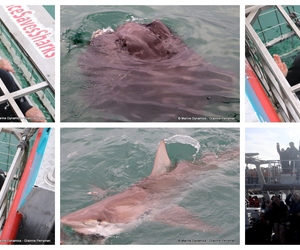 Daily Blog: 15 May 2024 | Shark Cage Diving in South Africa