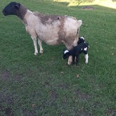 BirdSong Cottage at Town and Country