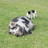 BirdSong Cottage at Town and Country