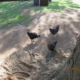 BirdSong Cottage at Town and Country