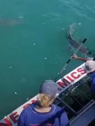 Successful Shark Cage Diving Trips: 16 May 2024