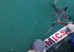 Successful Shark Cage Diving Trips: 16 May 2024