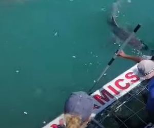 Successful Shark Cage Diving Trips: 16 May 2024