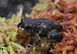 Rock Moss Frog and Conservation Efforts